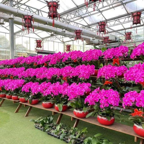 花滿金陵，美好生活——2022南京精品年宵花展與辦公用品完美融合