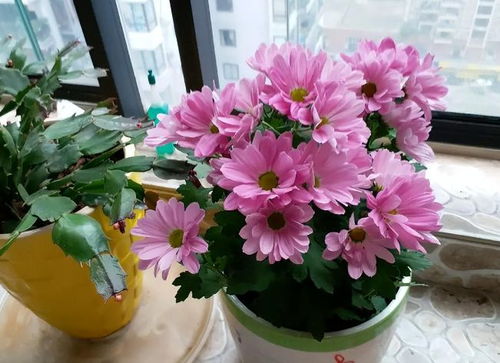 未來2個月新買的花要靜養，牢記3點，個個都能養成精品